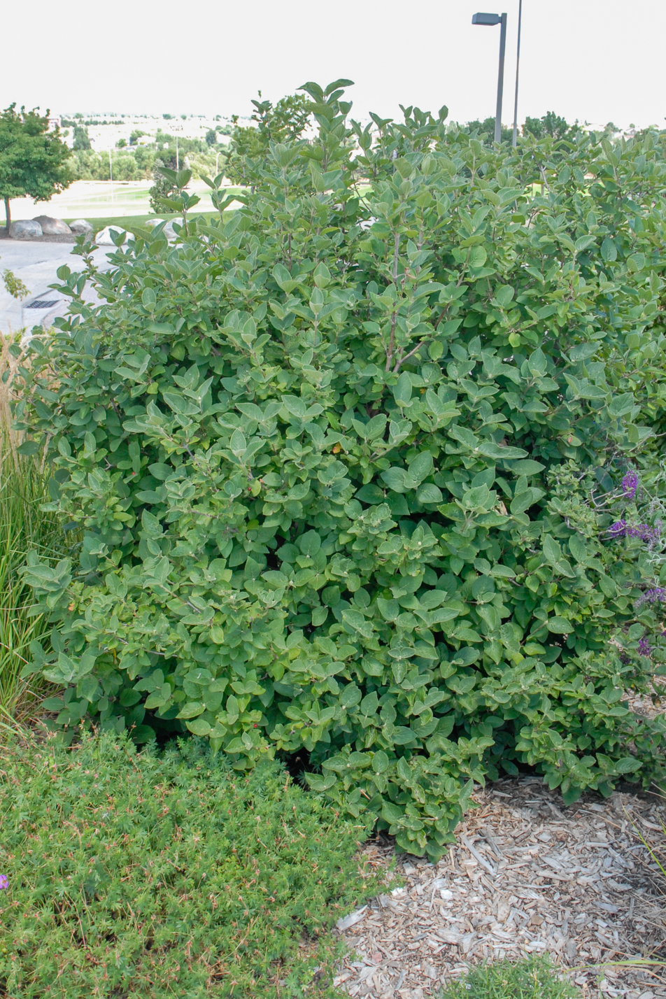 Mohican Wayfaring Tree